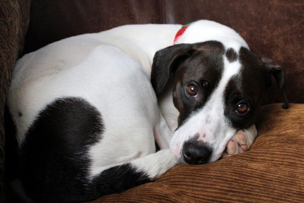 tarcisio-sanciona-lei-que-proibe-animais-acorrentados-ou-amarrados