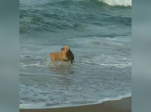cachorra-se-arrisca-no-mar-para-salvar-tartaruga-em-sc