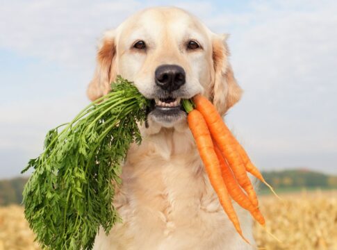 7-vegetais-que-o-seu-cachorro-nao-deve-comer-de-jeito-nenhum