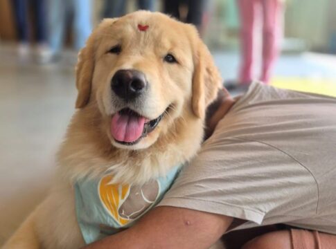 dia-mundial-do-cachorro:-tutores-compartilham-historias-de-caes-herois