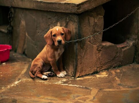 sp-proibe-acorrentar-pets:-entenda-como-funciona-a-lei-e-o-que-muda