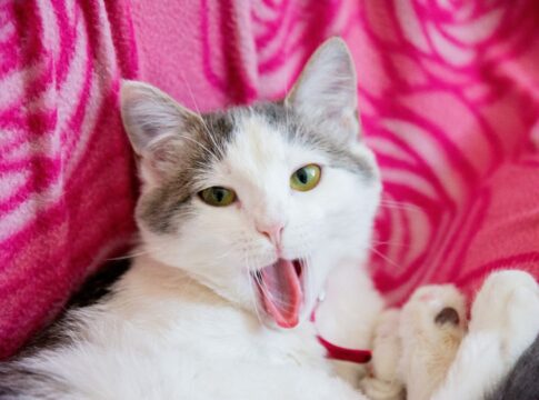 brinquedos-caseiros-para-gatos:-ideias-faceis-e-divertidas