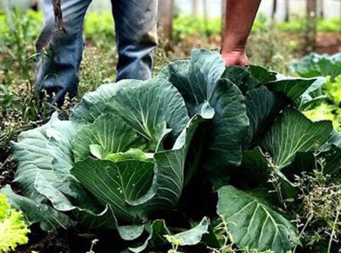 agricultura-familiar-recebera-r$-60-milhoes-para-producao-de-bioinsumo