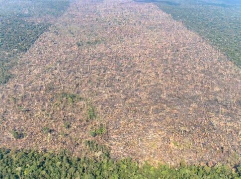 desmatamento-e-responsavel-por-mais-de-28-mil-mortes-anuais-por-calor