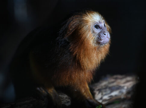 saiba-quais-sao-os-animais-que-correm-mais-risco-de-extincao-no-brasil