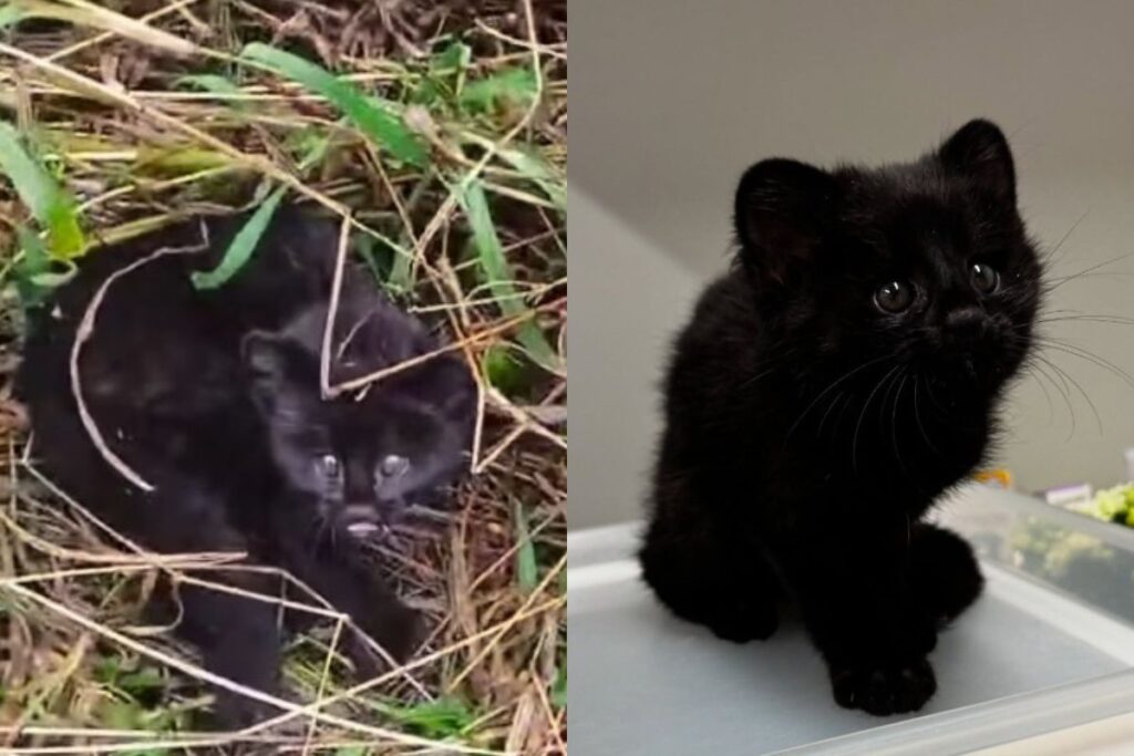 gato-do-mato-raro-e-resgatado-em-plantacao-de-santa-catarina