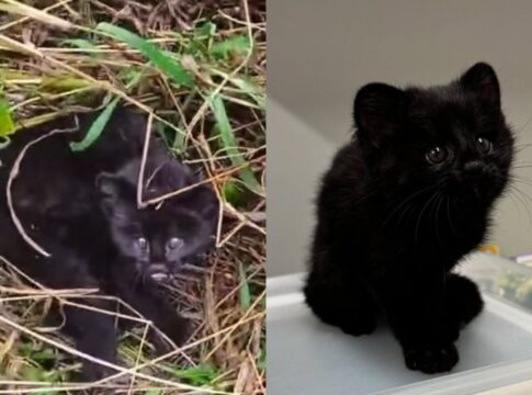 gato-do-mato-raro-e-resgatado-em-plantacao-de-santa-catarina