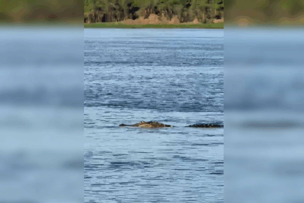 video-mostra-jacare-gigante-proximo-as-margens-de-rio-em-rondonia