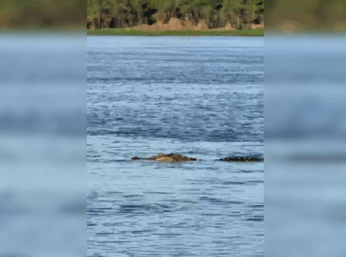 video-mostra-jacare-gigante-proximo-as-margens-de-rio-em-rondonia