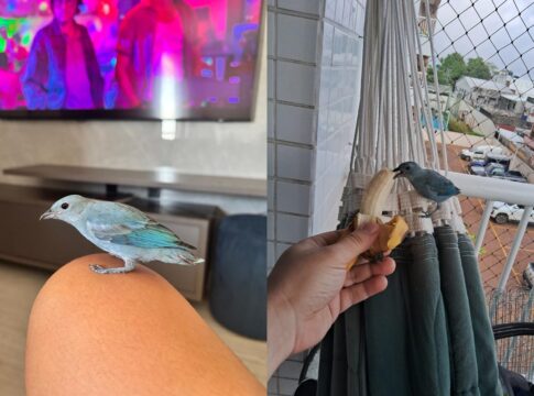passarinho-“invade”-apartamentos,-e-descoberto-e-vira-xodo-de-vizinhos