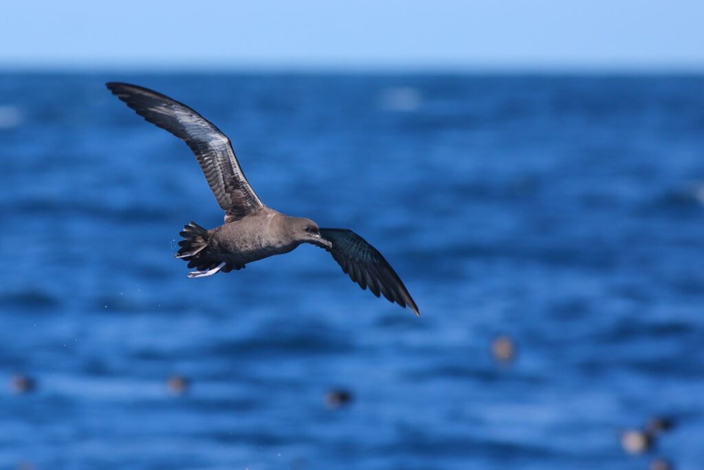 sem-cerimonia:-aves-marinhas-fazem-coco-varias-vezes-durante-voo
