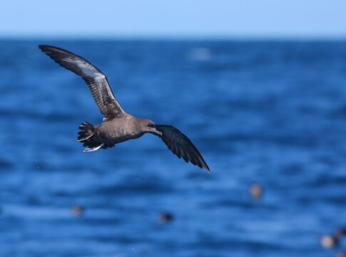 sem-cerimonia:-aves-marinhas-fazem-coco-varias-vezes-durante-voo