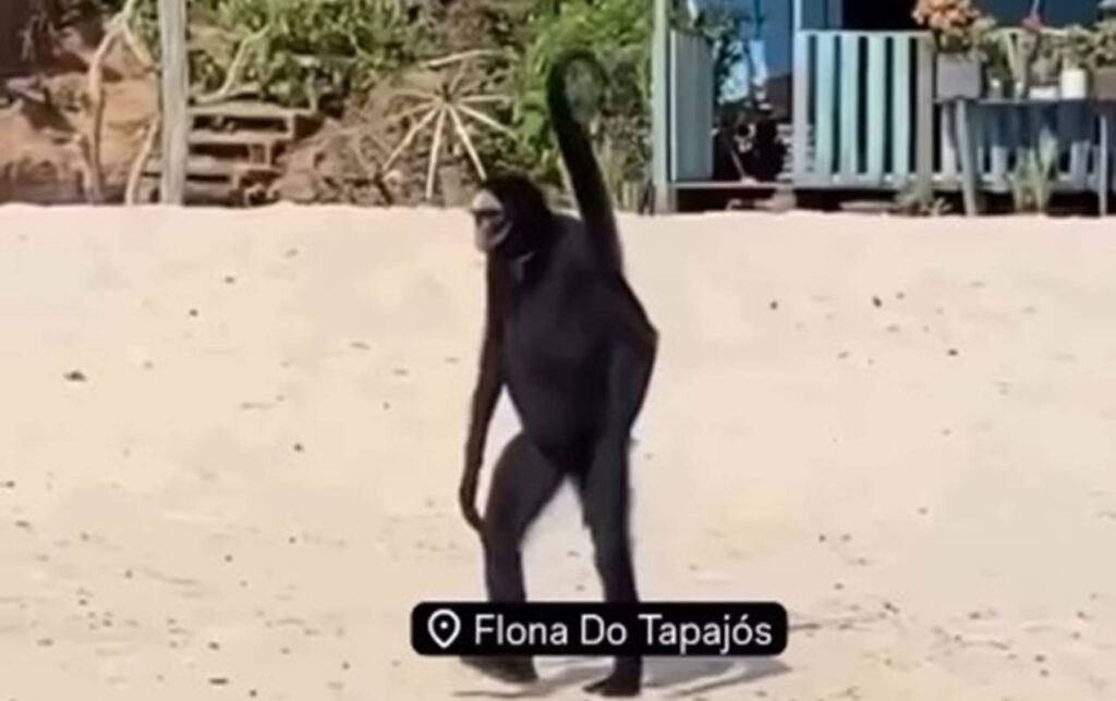 macaco-aranha:-conheca-especie-que-viralizou-com-video-no-para