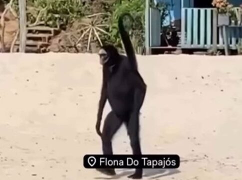 macaco-aranha:-conheca-especie-que-viralizou-com-video-no-para