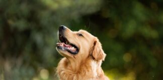 reacao-de-golden-retriever-a-chegada-de-bebe-em-casa-emociona-a-web