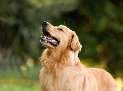 reacao-de-golden-retriever-a-chegada-de-bebe-em-casa-emociona-a-web