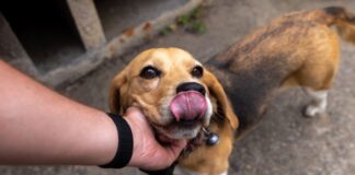 adotei-um-cachorro-de-rua,-e-agora?-veja-cuidados-e-primeiros-passos