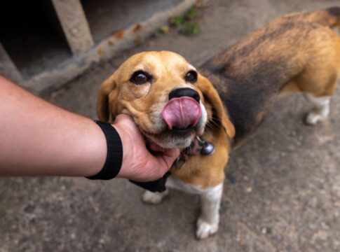 adotei-um-cachorro-de-rua,-e-agora?-veja-cuidados-e-primeiros-passos
