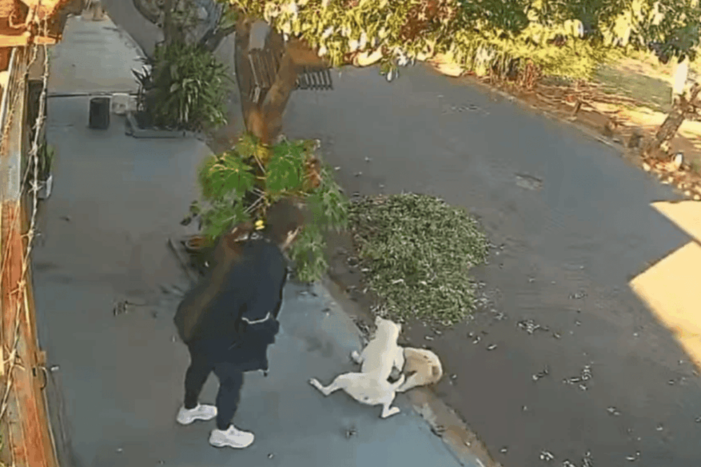 video:-shih-tzu-e-atacado-por-pit-bull-no-interior-de-sao-paulo