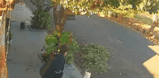 video:-shih-tzu-e-atacado-por-pit-bull-no-interior-de-sao-paulo