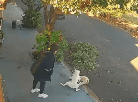 video:-shih-tzu-e-atacado-por-pit-bull-no-interior-de-sao-paulo