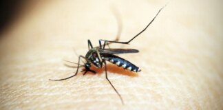 casos-de-dengue-e-chikungunya-custaram-r$-1,2-bi-ao-sistema-de-saude