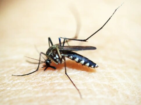 casos-de-dengue-e-chikungunya-custaram-r$-1,2-bi-ao-sistema-de-saude