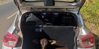 policia-acha-bezerro-dentro-de-porta-malas-de-carro-e-prende-3-homens