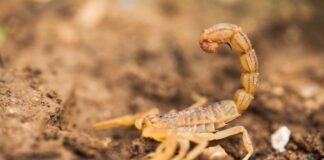 5-plantas-que-atraem-escorpioes-amarelos-para-evitar-ter-em-casa
