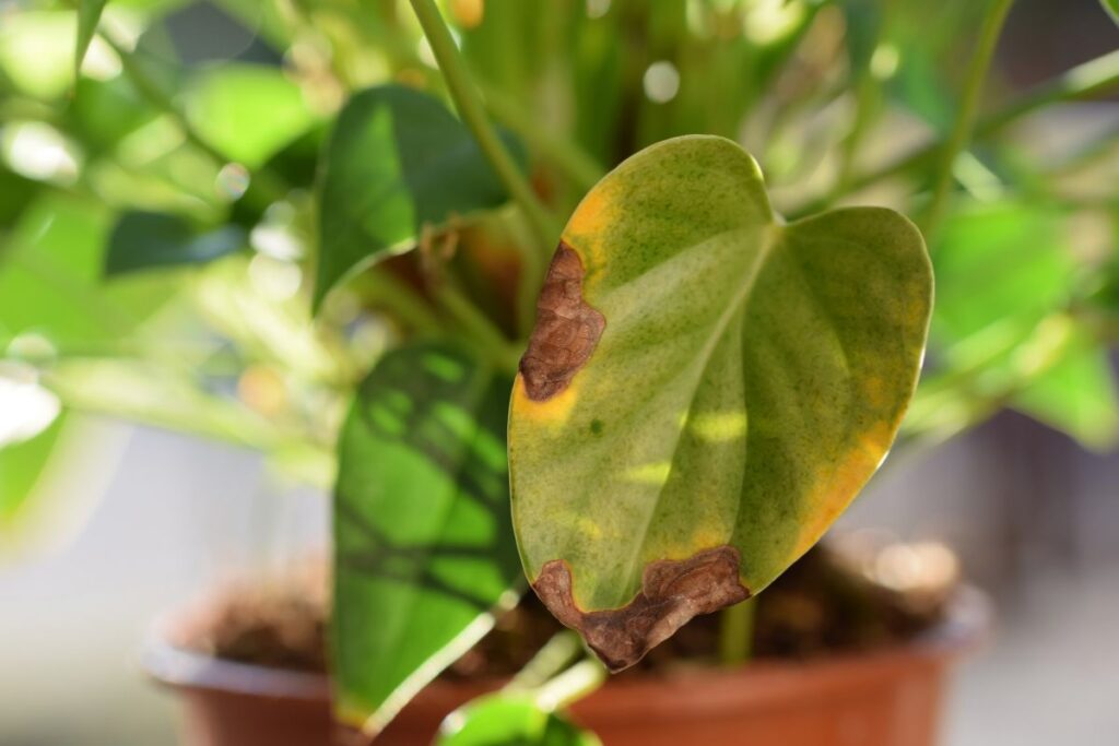 saude-das-plantas:-o-que-folhas-murchas,-marrons-ou-ressecadas-indicam
