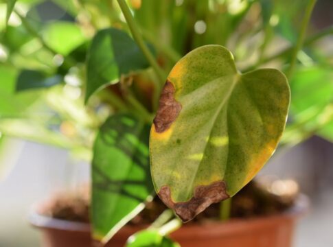 saude-das-plantas:-o-que-folhas-murchas,-marrons-ou-ressecadas-indicam