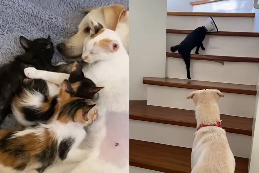 video:-cachorro-“adota”-filhotes-de-gata-e-vira-protetor-no-1-dos-pets