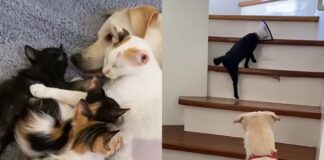 video:-cachorro-“adota”-filhotes-de-gata-e-vira-protetor-no-1-dos-pets