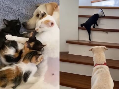 video:-cachorro-“adota”-filhotes-de-gata-e-vira-protetor-no-1-dos-pets