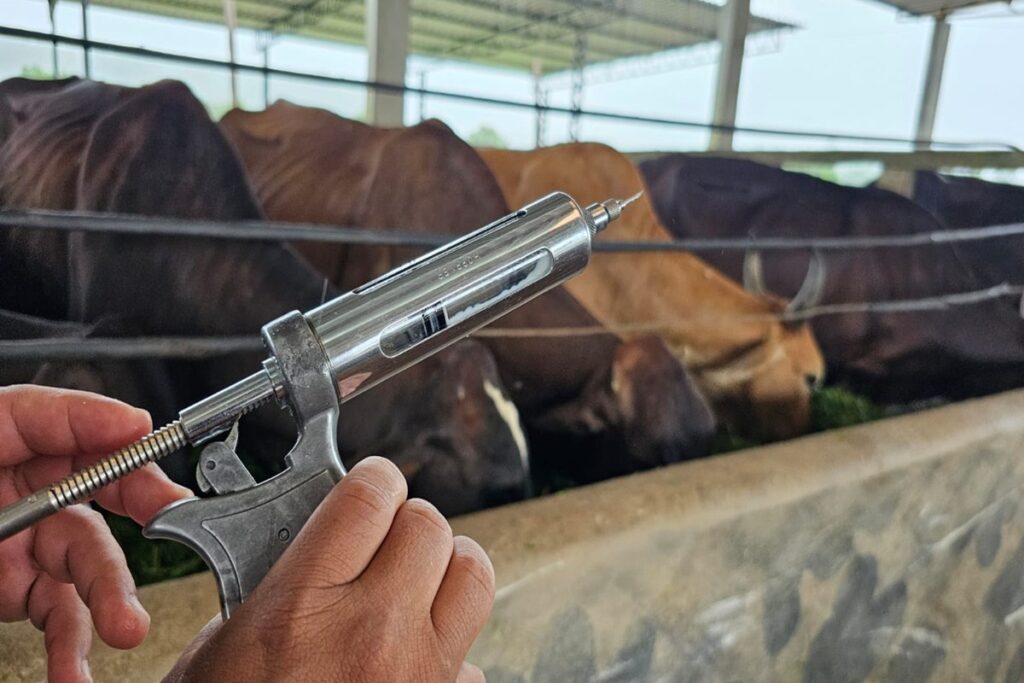misterio:-mais-de-600-animais-morrem-apos-vacina.-mapa-investiga-caso