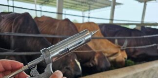 misterio:-mais-de-600-animais-morrem-apos-vacina.-mapa-investiga-caso