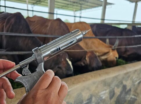 misterio:-mais-de-600-animais-morrem-apos-vacina.-mapa-investiga-caso