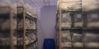 imperio-dos-cogumelos-magicos-tinha-laboratorio-lotado-de-alucinogenos