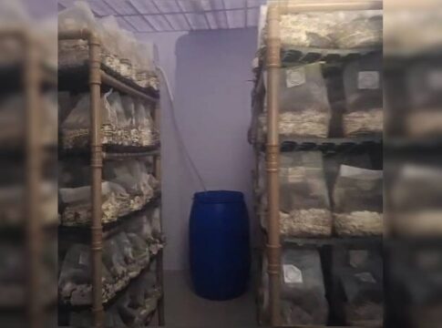imperio-dos-cogumelos-magicos-tinha-laboratorio-lotado-de-alucinogenos