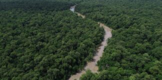 programacao-do-dia-da-amazonia-mobiliza-para-cop30