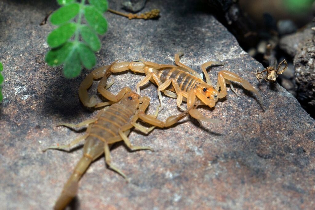 biologo-revela-os-tres-maiores-predadores-naturais-dos-escorpioes