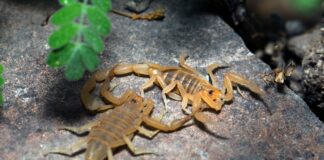 biologo-revela-os-tres-maiores-predadores-naturais-dos-escorpioes