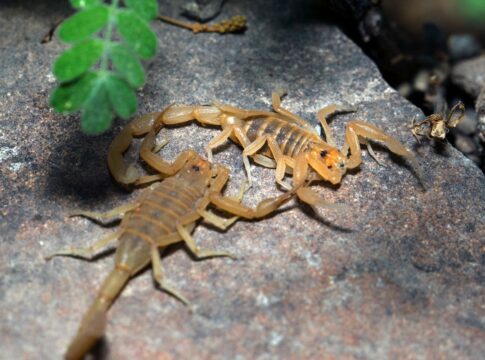 biologo-revela-os-tres-maiores-predadores-naturais-dos-escorpioes