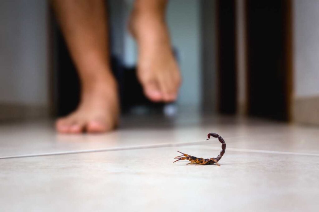 por-que-escorpioes-surgem-mesmo-em-casas-limpas-e-dedetizadas