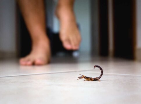 por-que-escorpioes-surgem-mesmo-em-casas-limpas-e-dedetizadas
