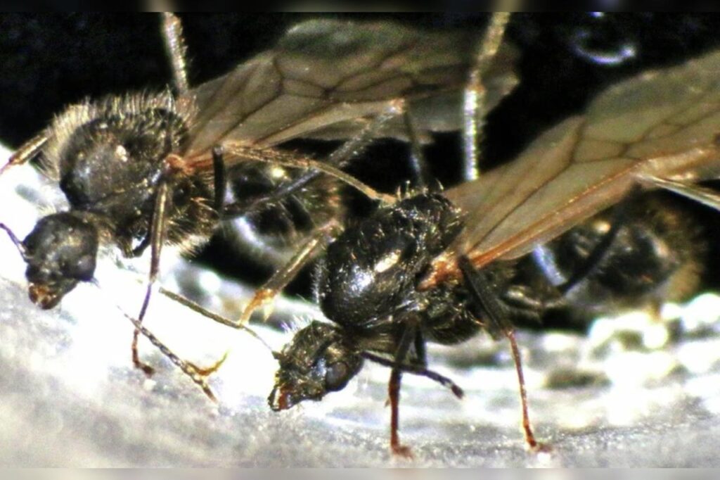 messor-ibericus:-formiga-consegue-colocar-ovos-de-especies-diferentes