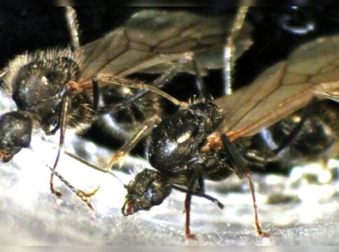 messor-ibericus:-formiga-consegue-colocar-ovos-de-especies-diferentes