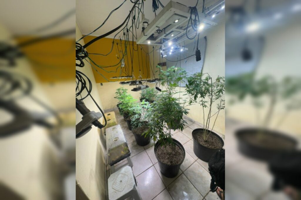 “chapados”-na-chapada:-pcgo-apreende-estufa-com-mudas-de-maconha