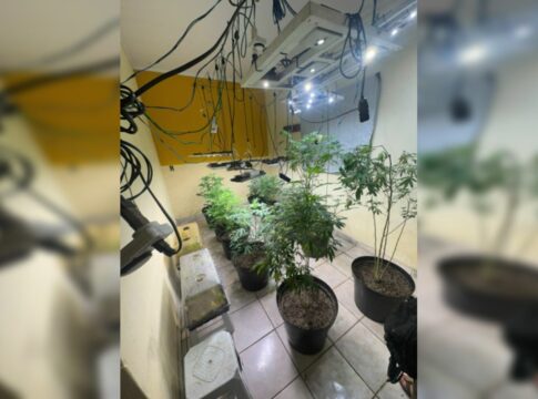 “chapados”-na-chapada:-pcgo-apreende-estufa-com-mudas-de-maconha