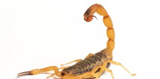 reproducao-de-escorpioes-no-cerrado-aumenta-risco-de-picadas-em-casa